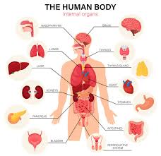 Human Body Parts